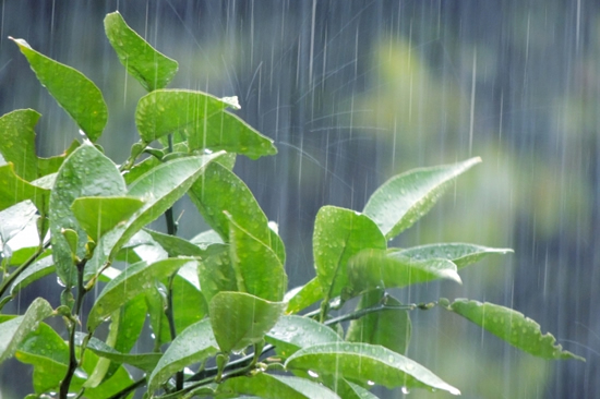 梅雨